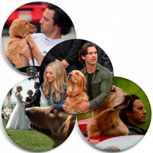 Значки The Art of Racing in the Rain