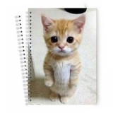 Блокноты Мемные коты